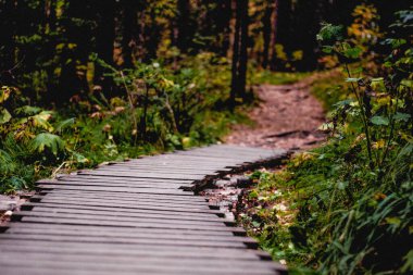 Yeşil yaz ormanı manzarası, ladin ormanı ağaçları, çimenler ve bulutlu gökyüzü Karelia