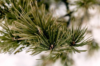 Beyaz Sibirya kış çayırı orman manzarası, kar ağaçları ve bulutlu gökyüzü, aydınlık gün