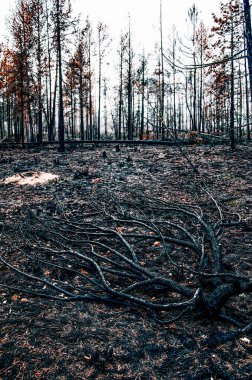 Yanmış ormanın çöl manzarası, arka planda yaprakları olmayan kuru ağaçlar ve kuru otlar Karelia.