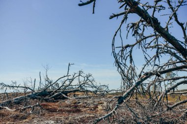 Yanmış ormanın çöl manzarası, arka planda yaprakları olmayan kuru ağaçlar ve kuru otlar Karelia.