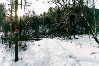 Beyaz Sibirya kış çayırı orman manzarası, kar ağaçları ve bulutlu gökyüzü, aydınlık gün