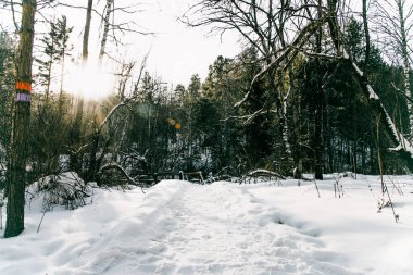 Beyaz Sibirya kış çayırı orman manzarası, kar ağaçları ve bulutlu gökyüzü, aydınlık gün