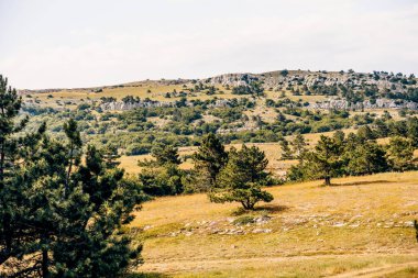 Yazın bulutlu bir günde Kırım Yarımadası 'nın güney kıyısında subtropikal ladin ve yaprak döken orman