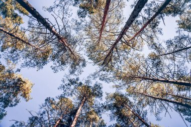 Yeşil yaz orman manzarası, yeşil orman ağaçları, çimenler ve bulutlu gökyüzü.