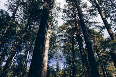 Yeşil yaz ormanı manzarası, ladin ormanı ağaçları, çimenler ve bulutlu gökyüzü Karelia