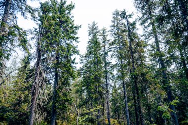 Yeşil yaz ormanı manzarası, ladin ormanı ağaçları, çimenler ve bulutlu gökyüzü Karelia