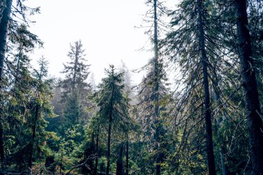 Yeşil yaz ormanı manzarası, ladin ormanı ağaçları, çimenler ve bulutlu gökyüzü Karelia