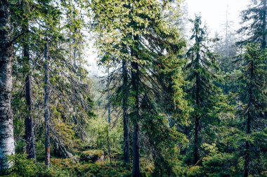 Yeşil yaz ormanı manzarası, ladin ormanı ağaçları, çimenler ve bulutlu gökyüzü Karelia