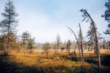 Yeşil yaz ormanı manzarası, ladin ormanı ağaçları, çimenler ve bulutlu gökyüzü Karelia