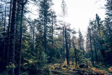 Yeşil yaz ormanı manzarası, ladin ormanı ağaçları, çimenler ve bulutlu gökyüzü Karelia