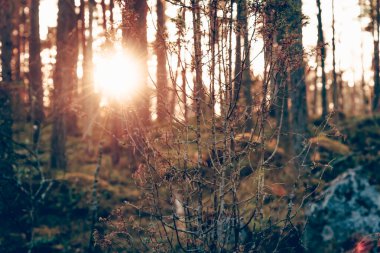 Yeşil yaz ormanı manzarası, ladin ormanı ağaçları, çimenler ve bulutlu gökyüzü Karelia