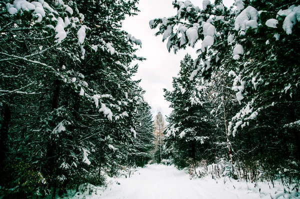 Beyaz Sibirya kış çayırı orman manzarası, karlı ağaçlar ve bulutlu gökyüzü, aydınlık gün
