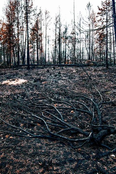 Yanmış ormanın çöl manzarası, arka planda yaprakları olmayan kuru ağaçlar ve kuru otlar Karelia.