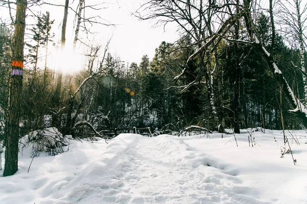 Beyaz Sibirya kış çayırı orman manzarası, kar ağaçları ve bulutlu gökyüzü, aydınlık gün