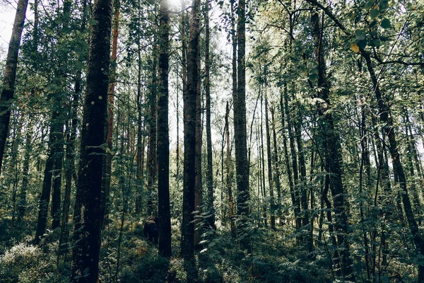 Yeşil yaz ormanı manzarası, ladin ormanı ağaçları, çimenler ve bulutlu gökyüzü Karelia