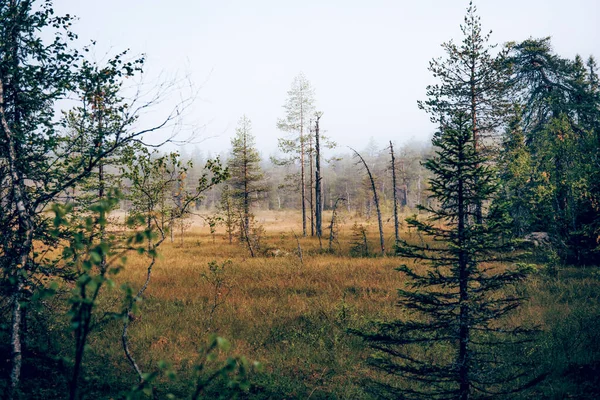 Yeşil yaz ormanı manzarası, ladin ormanı ağaçları, çimenler ve bulutlu gökyüzü Karelia