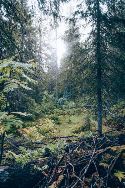 Yeşil yaz ormanı manzarası, ladin ormanı ağaçları, çimenler ve bulutlu gökyüzü Karelia