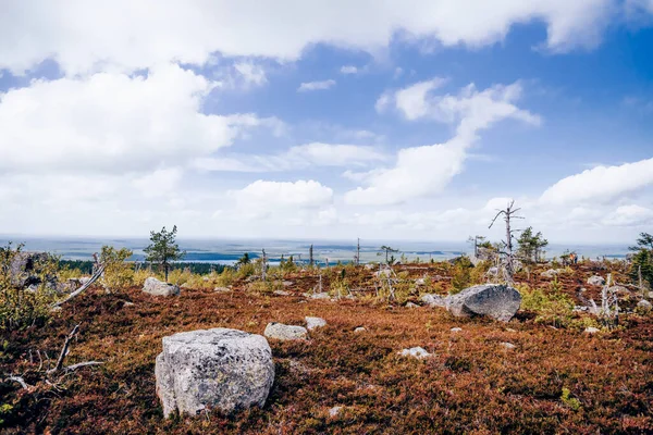Karelia 'daki Vottovaara Dağı' nın tepesinde ölü ladin ve yaprak döken ağaçlarla dolu bir orman.