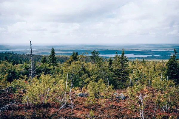 Yeşil yaz ormanı manzarası, ladin ormanı ağaçları, çimenler ve bulutlu gökyüzü Karelia