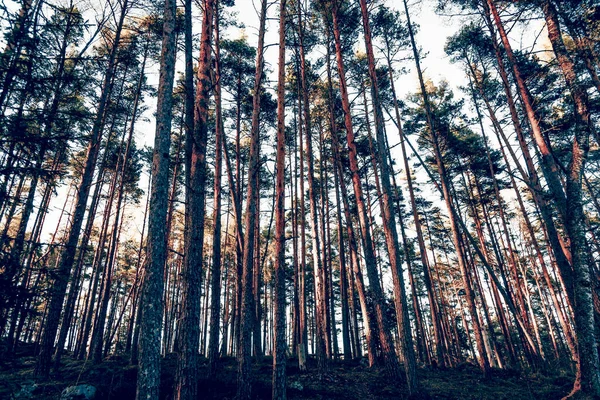 Yeşil yaz ormanı manzarası, ladin ormanı ağaçları, çimenler ve bulutlu gökyüzü Karelia