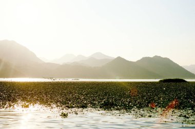 Karadağ 'daki Skadar Gölü, yazın güneşli havuz manzarası