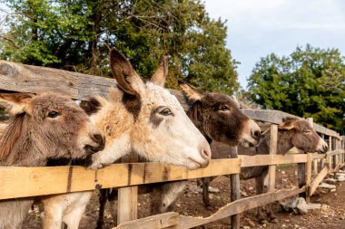 Şirin tüylü eşekler kafalarını ahırdan çıkarmış. Evcil çiftlik hayvanları dışarıda.