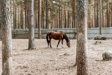 Güneşli bir yaz gününde yeşil bir çayırda otlayan şirin at sürüsü.