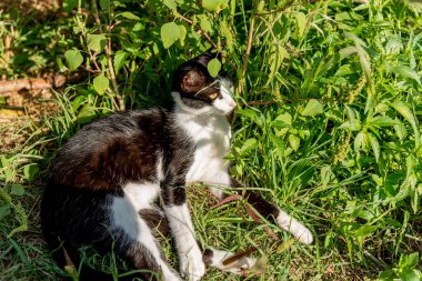 Evsiz, tüylü, komik, komik, evcil kedi evcil hayvan. Kıvrılıp şehirde uyuyor.