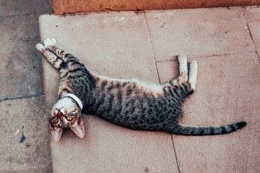 Homeless fluffy underbred pet funny cat on the streets of the old city in Baku, Azerbaijan