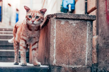 Bakü, Azerbaycan 'daki eski şehrin sokaklarında evsizlerin evcil kedileri komik kedilerdir.