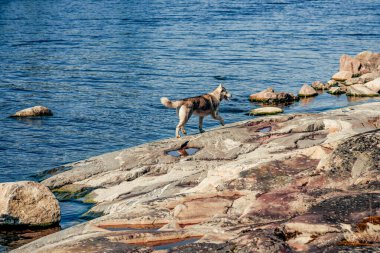 Şirin tüylü tüylü safkan köpek yavrusu Husky göl göleti kıyısında yürüyor.