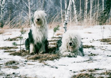 Şirin, tüylü, kısa kuyruklu evcil köpek yavrusu kışın karlı ormanda dışarıda yürüyor.