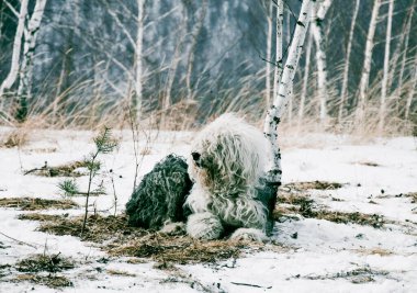 Şirin, tüylü, kısa kuyruklu evcil köpek yavrusu kışın karlı ormanda dışarıda yürüyor.