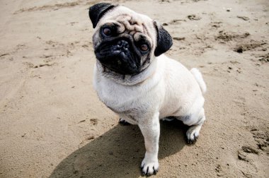 Tatlı safkan köpek pugları kumlu sahilde oturmuş evcil köpek yavrusunun küçük portresi.