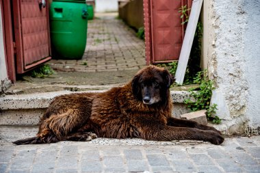 Aile içi, soy ağacı olmayan tüylü, tüylü, evcil hayvan barınağı köpek bekçileri köy portresi.