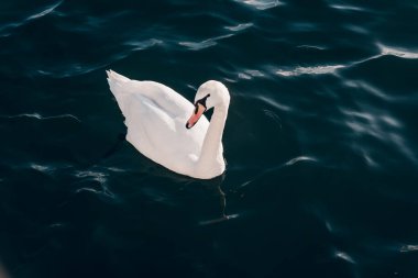 Beyaz kuğu sürüsü su gölü göletinde yüzüyor, kuş gözlemliyor yaban hayatı kuşları.