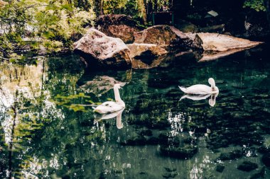 Kırım 'ın Partenit kentindeki Aivazovsky Parkı' nda küçük göl gölünde iki beyaz kuğu yüzüyor.