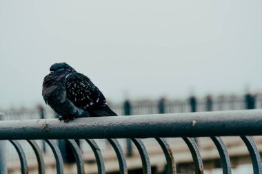 Vahşi gri güvercin şehrin çitlerinde oturuyor gölet nehrinin yanındaki yaban hayatını seyrediyor