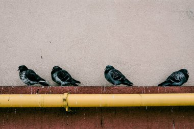 Yabani gri güvercin, yerleşim yerinin yakınındaki sarı gaz borusunda oturur, kuş gözleriyle vahşi yaşamı izler.