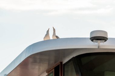 Vahşi martılar uçuyor ve yatın çatısında oturuyor, vahşi doğada kuşları seyrediyor.