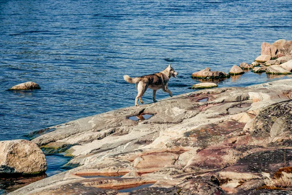 Şirin tüylü tüylü safkan köpek yavrusu Husky göl göleti kıyısında yürüyor.