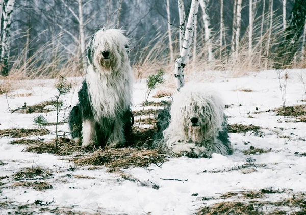 Şirin, tüylü, kısa kuyruklu evcil köpek yavrusu kışın karlı ormanda dışarıda yürüyor.