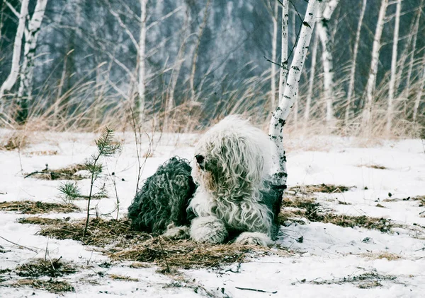 Şirin, tüylü, kısa kuyruklu evcil köpek yavrusu kışın karlı ormanda dışarıda yürüyor.
