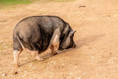 Geniş çayırlarda otlayan evcil domuz çiftlikte yürüyen çiftlik hayvanları.