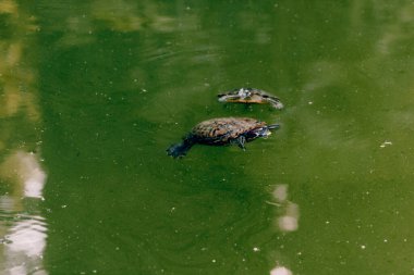 Göl gölünde yüzen küçük su kaplumbağası, habitatta yaşayan su sürüngenleri.