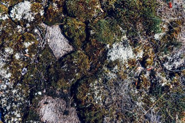 Noel ağacından düşen iğneli arkaplan dokusu ormanda yerde yatıyor.