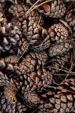 Koyu Ahşap kozalak duvar kağıdı dokusu, İşlenmiş Kereste Deseni Arkaplan Tasarımı