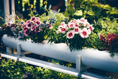 Çiçekçinin bahçesinde satılan renkli kır çiçekleri çiçek buketleri.