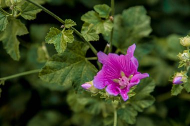 Çayırlarda yetişen pembe kır çiçekleri doğayı kapatır.