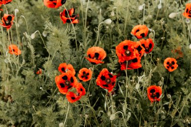 Çayırda yetişen renkli kırmızı gelincik kır çiçekleri doğayı kapatır.